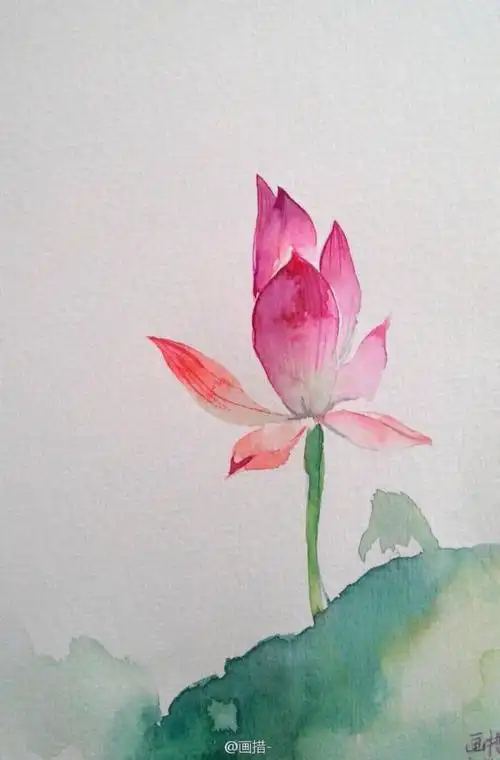 作者画措水彩彩绘花粉色荷花