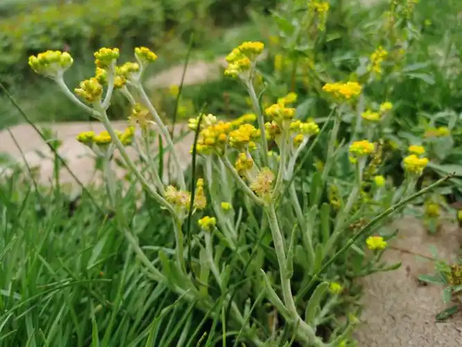 这个小黄花小野草见到就摘回家吧