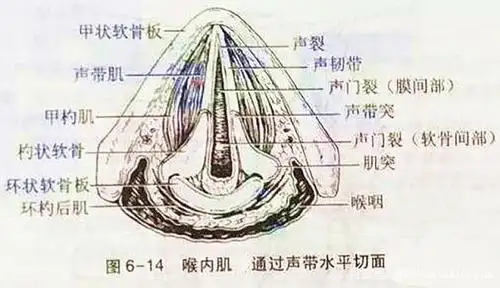 一例特殊的环杓关节脱位
