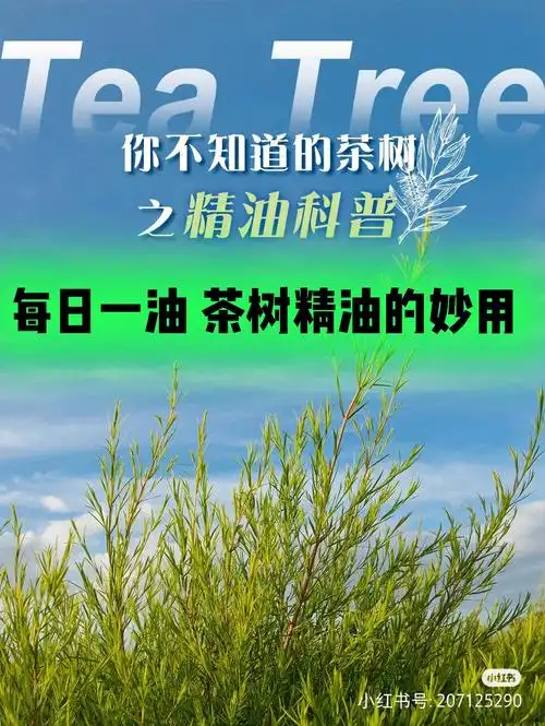 以油养肤之茶树精油