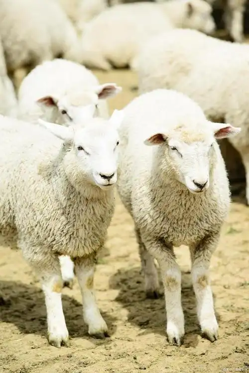 羊在人类文化中的地位与意义