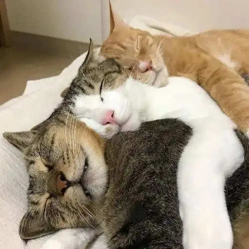 暖冬小确幸从猫咪的抱抱开始