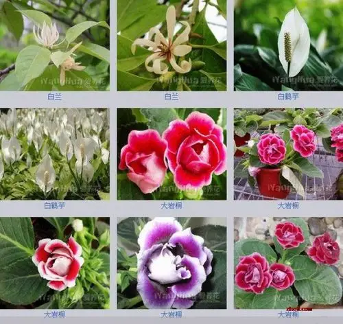花名及图片(好看的花图片大全)