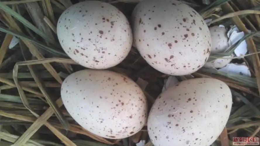 到处是秧鸡蛋啊!!!欢迎围观 - 新平拍客 - 新平之窗 - 新平第一人气网