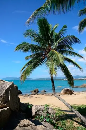 这里有我们看到海南椰子,三亚的大海沙滩美景