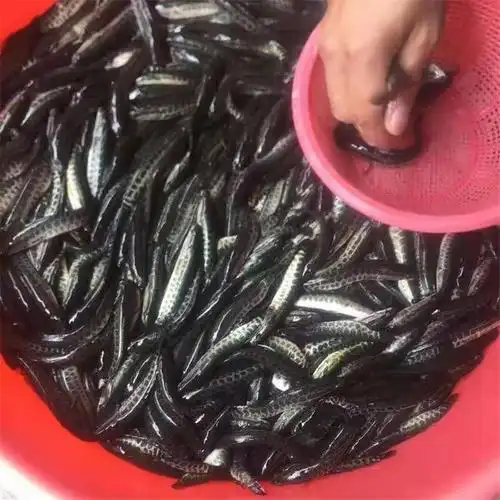 惠州乌鱼苗火头黑鱼苗大量供应
