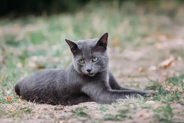 波斯猫波斯猫是一种非常受欢迎的猫咪品种,它们通常有一张圆润的脸庞