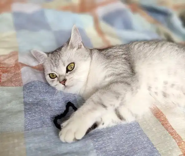 老匪帮我看看这个是什么品种的猫?美短?银渐层?