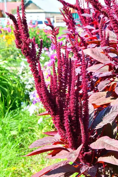 夏日花园里的苋菜花在炎热的日子里