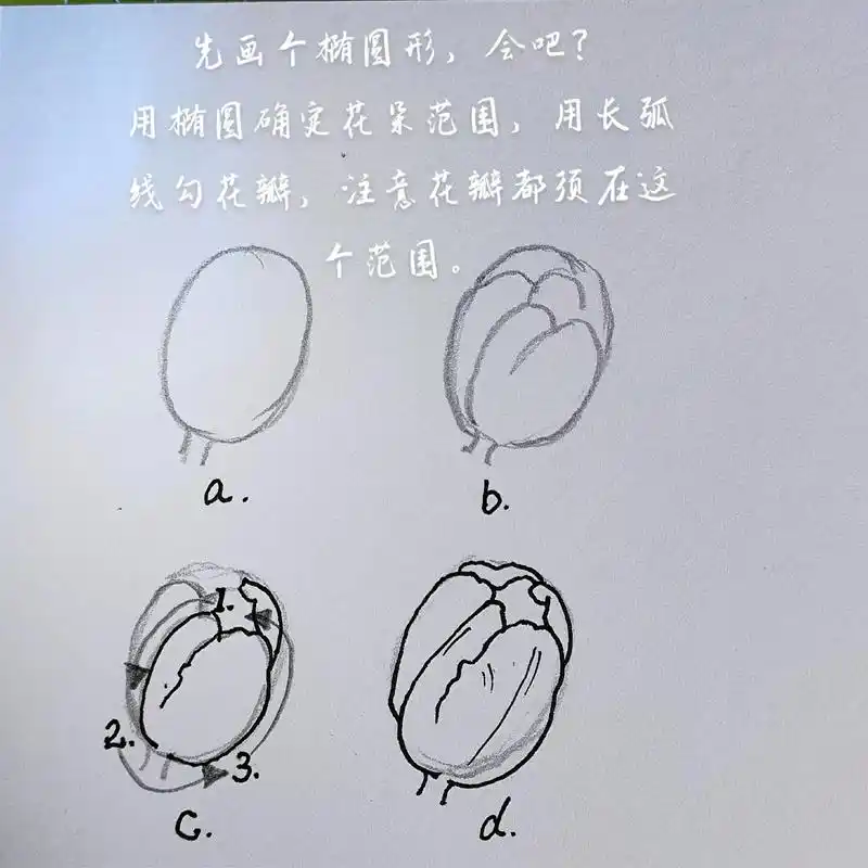 郁金香彩铅画教程来了|回粉丝哦~画小花,记住这四步,保你学会 - 抖音