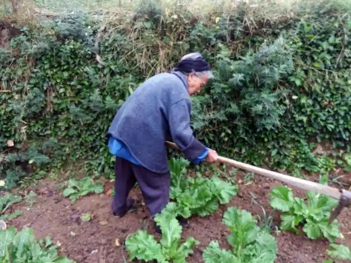 贵州98岁乡村老婆婆 还能挑粪干农活