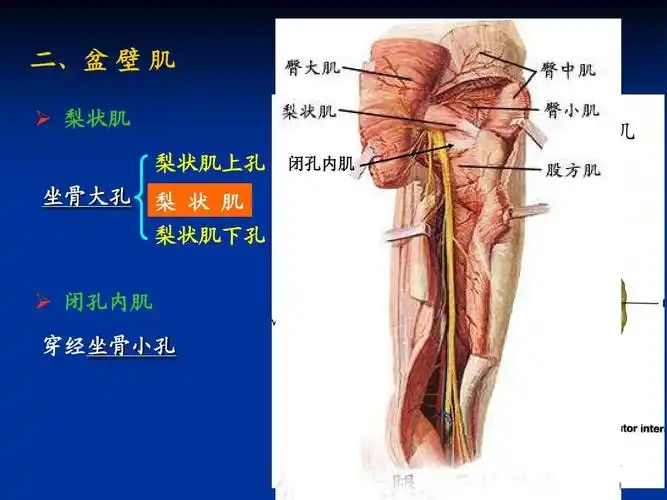 壁 肌   梨状肌 梨状肌上孔 坐骨大孔 梨 状 肌 梨状肌下孔 闭孔内肌