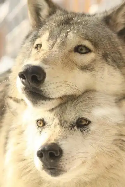 狼##狼可爱死了