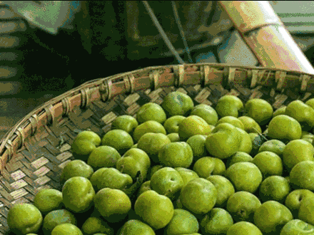 预售| 岂有此"李"!乌江田园青脆李清凉上市