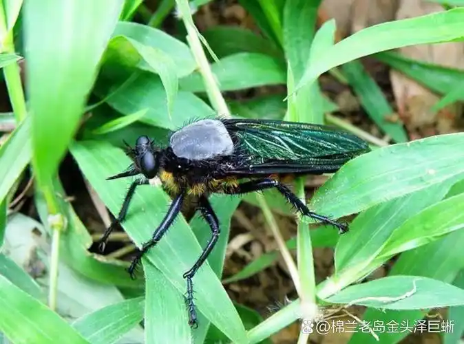 我国最大的双翅目昆虫:大琉璃食虫虻 中文正名:大琉璃食虫虻 学名