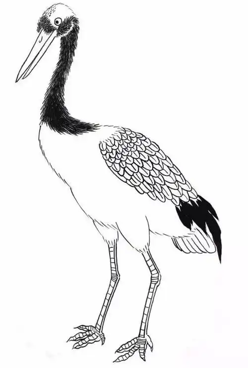 鹅,仙鹤,白鹭的各类白描形态