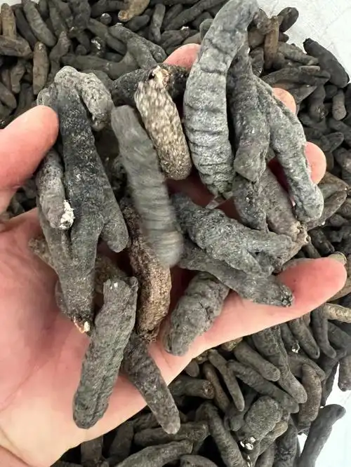 中乌参100头价格便宜