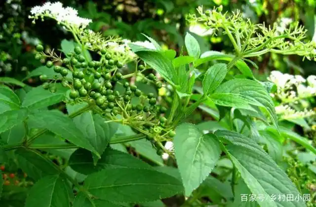 "两脚不能拿,专吃八棱麻",农村这种野草,专治风湿类骨痛病