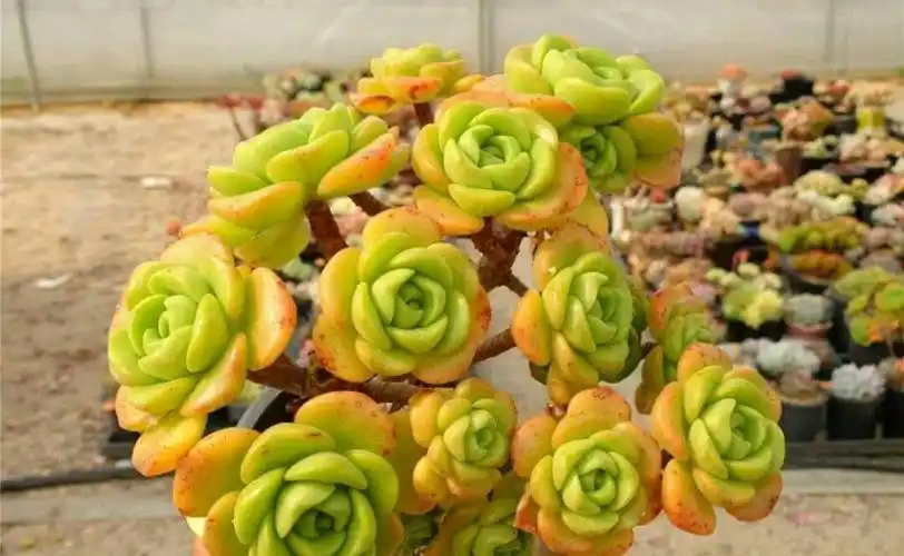 原创 蓝蓝装饰 4小时前 我要分享 百合莉莉属于景天科莲花掌类多肉