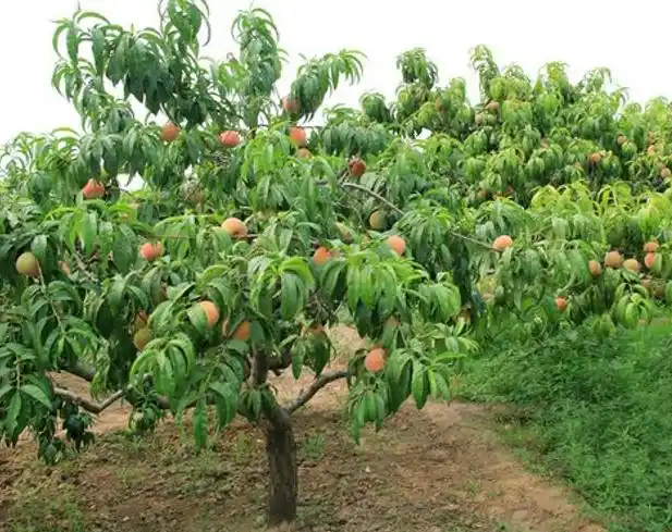 春天最适合在院子里种植的几种果树,管理方便,来年就能挂果