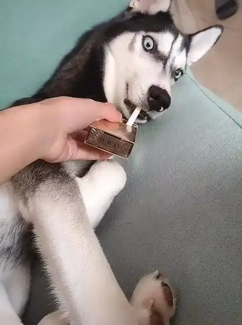 主人给哈士奇递烟,没想到二哈抽上了,表情享受_狗狗_反应_行为