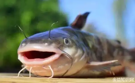 清江鱼的功效与作用