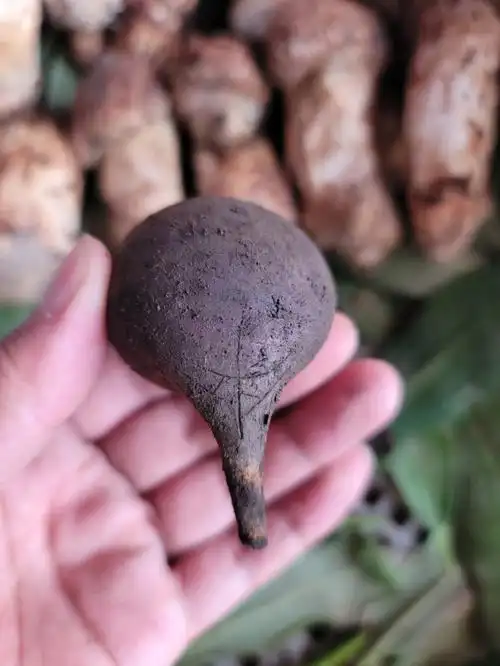 乌灵参俗称鸡枞胆