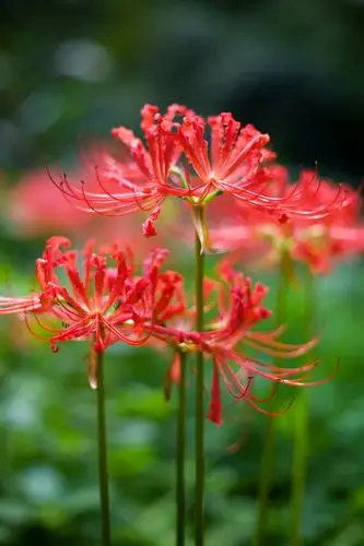 彼岸花(石蒜)
