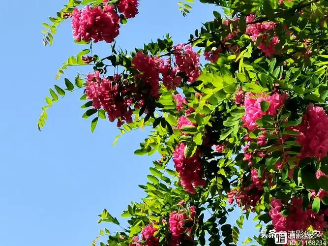 农村常见的洋槐木有什么用处