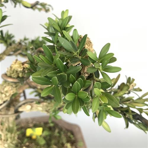 雀舌皱皮黄杨盆景盆栽造型老桩老盆口室内外绿植对号发货一物一拍