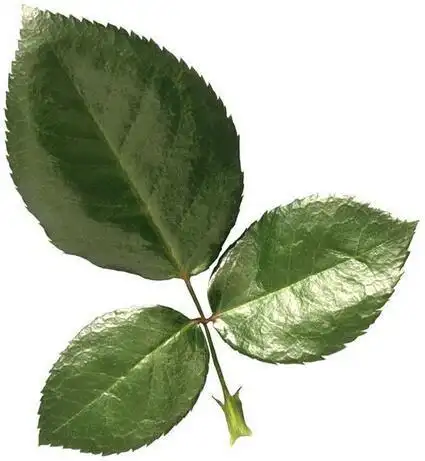 情人节到了,月季玫瑰花傻傻分不清,女朋友见到了是会生气的