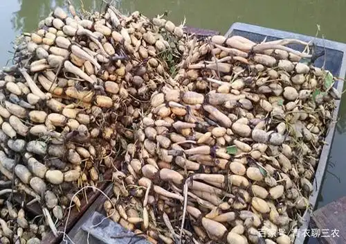 种植莲藕的时候,藕种的选择,和莲藕的生长有一定的关系