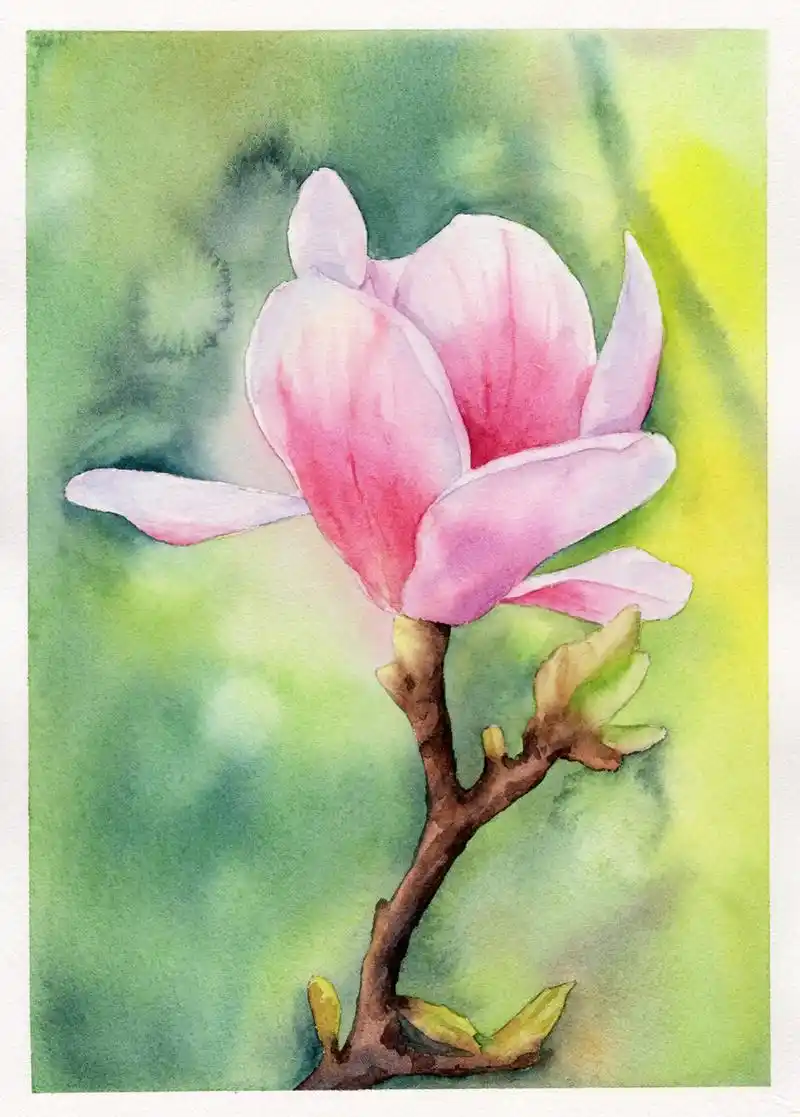 水彩:玉兰花 玉兰花相对于其他花卉还是比较简单的 今年尝试画画背景