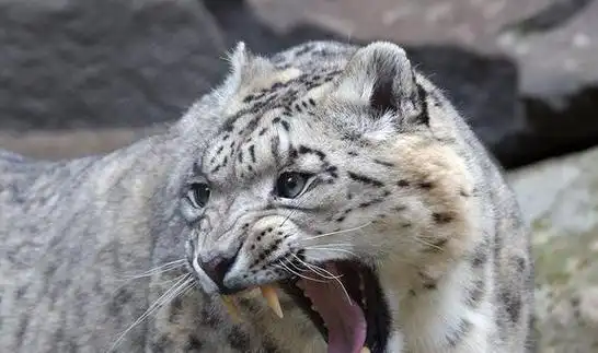 豹 豹子 壁纸 动物 桌面 576_341