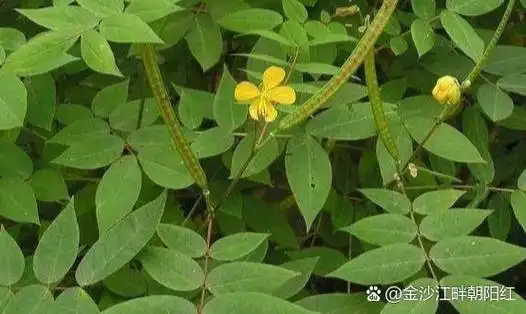 《望江南》 (苏木科,山扁豆属) 别名:野扁豆,羊角豆,望江南 识别特征
