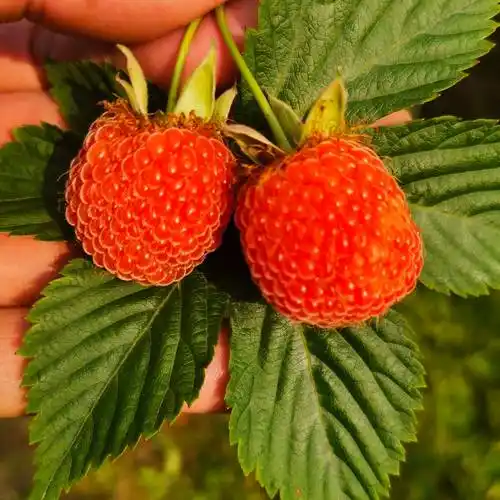 覆盆子种苗新品掌叶覆盆子红树莓种苗悬钩子苗木基地