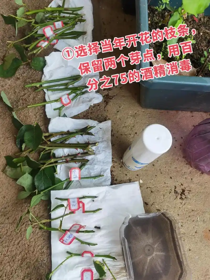 据说这样扦插的月季花成活率很高噢! - 抖音