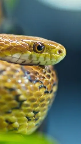 蛇,毒蛇,头部,眼睛