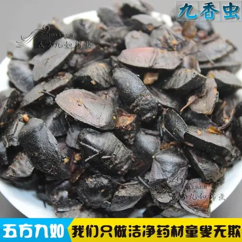 中药材九香虫批发商 九香虫价格 九香虫图片