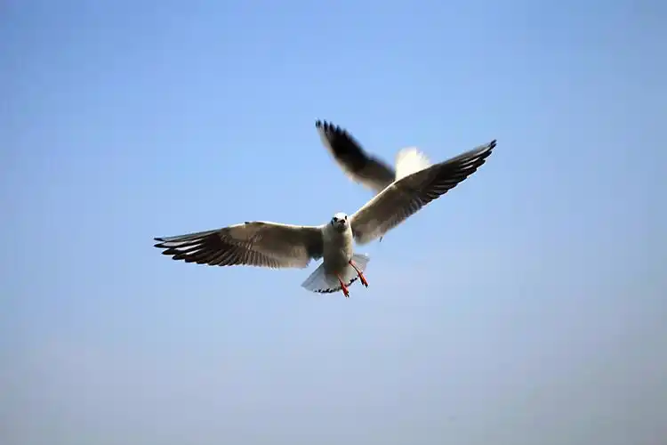 凌空翱翔的海鸥