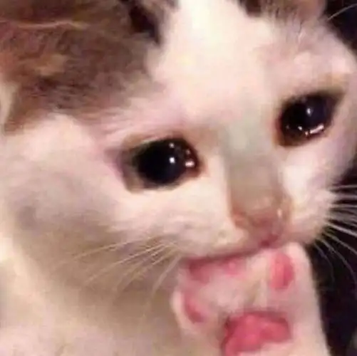 流泪猫咪啃爪子表情包爪子猫咪表情