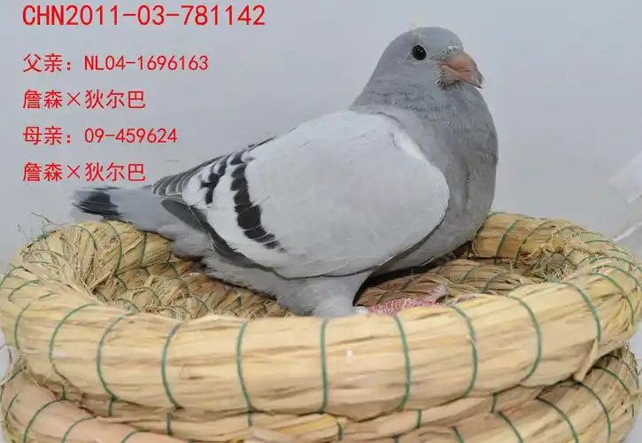 信鸽在线拍卖平台 - 中国信鸽信息网