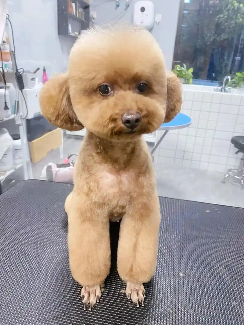 超可爱泰迪犬美容造型98.95打工人的工作日碎片更新00. - 抖音