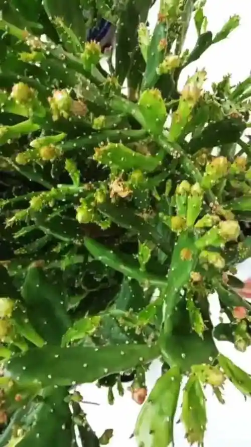 千手观音开花的方法