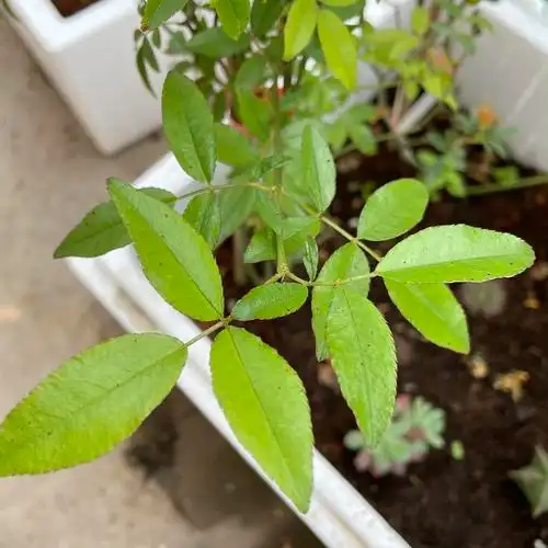 可以帮我看看木香的叶子有问题吗谢谢