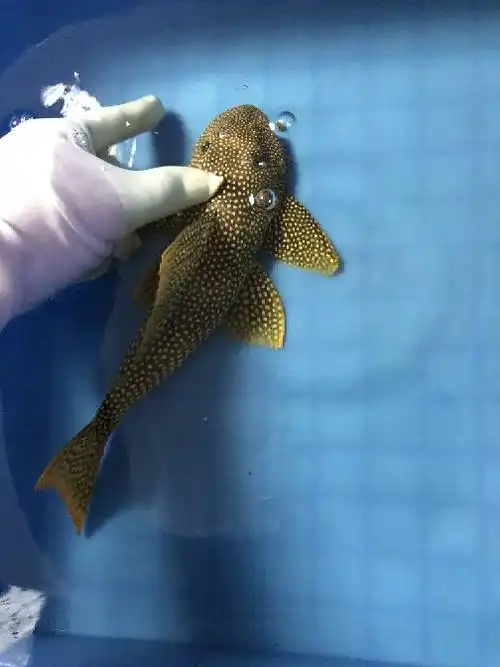 深圳松岗出l14黄金达摩