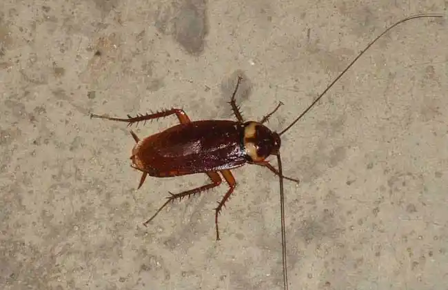 各种花样的都有,环保的,有毒的,已经让想灭蟑螂的朋友不知道选择哪种