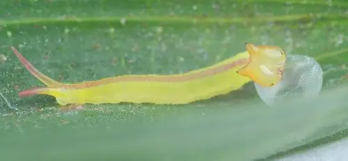 蓝穹眼蝶完整生活史