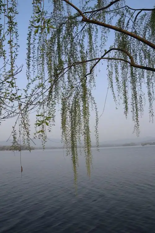 西湖垂柳