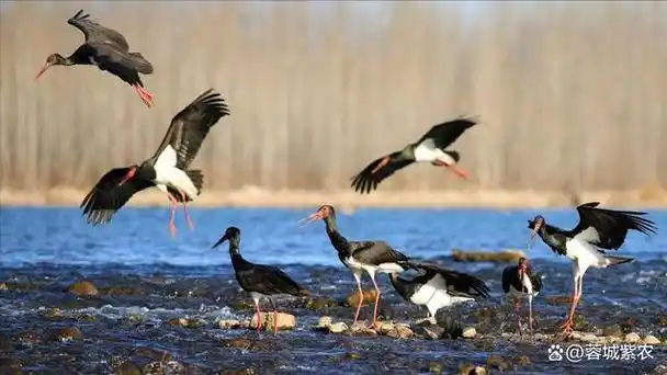 中国国家重点保护野生动物之一的珍稀濒危物种——黑鹳